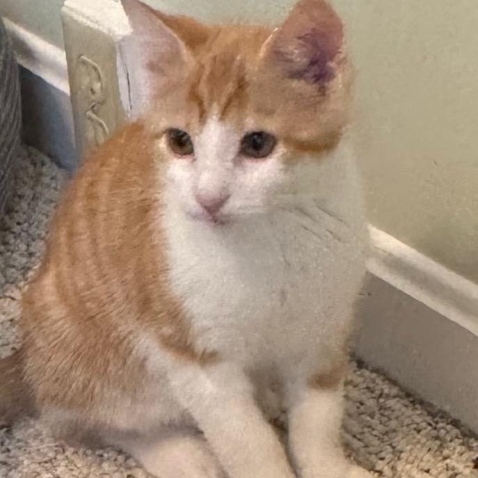 Curry, Adoptable, Kitten Male Domestic Short Hair.