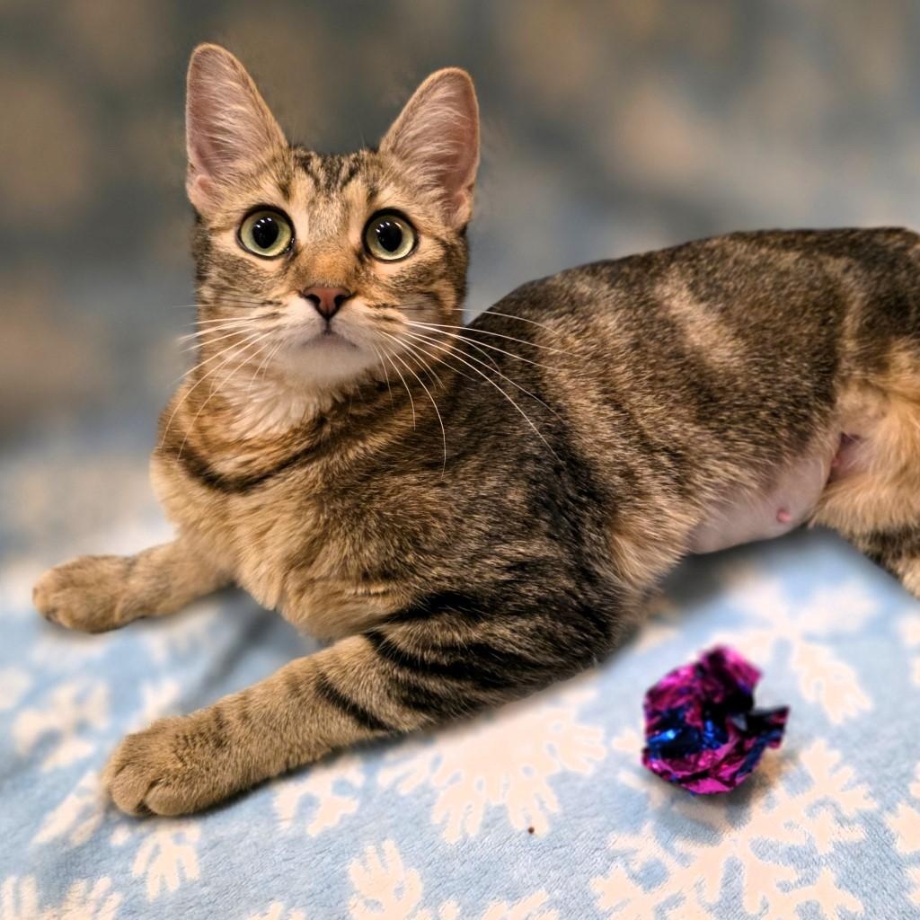 Enlarge Robin Purcell, a Adoptable mixed breed in Denver, CO image 3/6