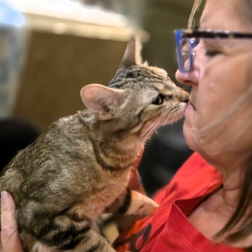 Enlarge Robin Purcell, a Adoptable mixed breed in Denver, CO image 6/6