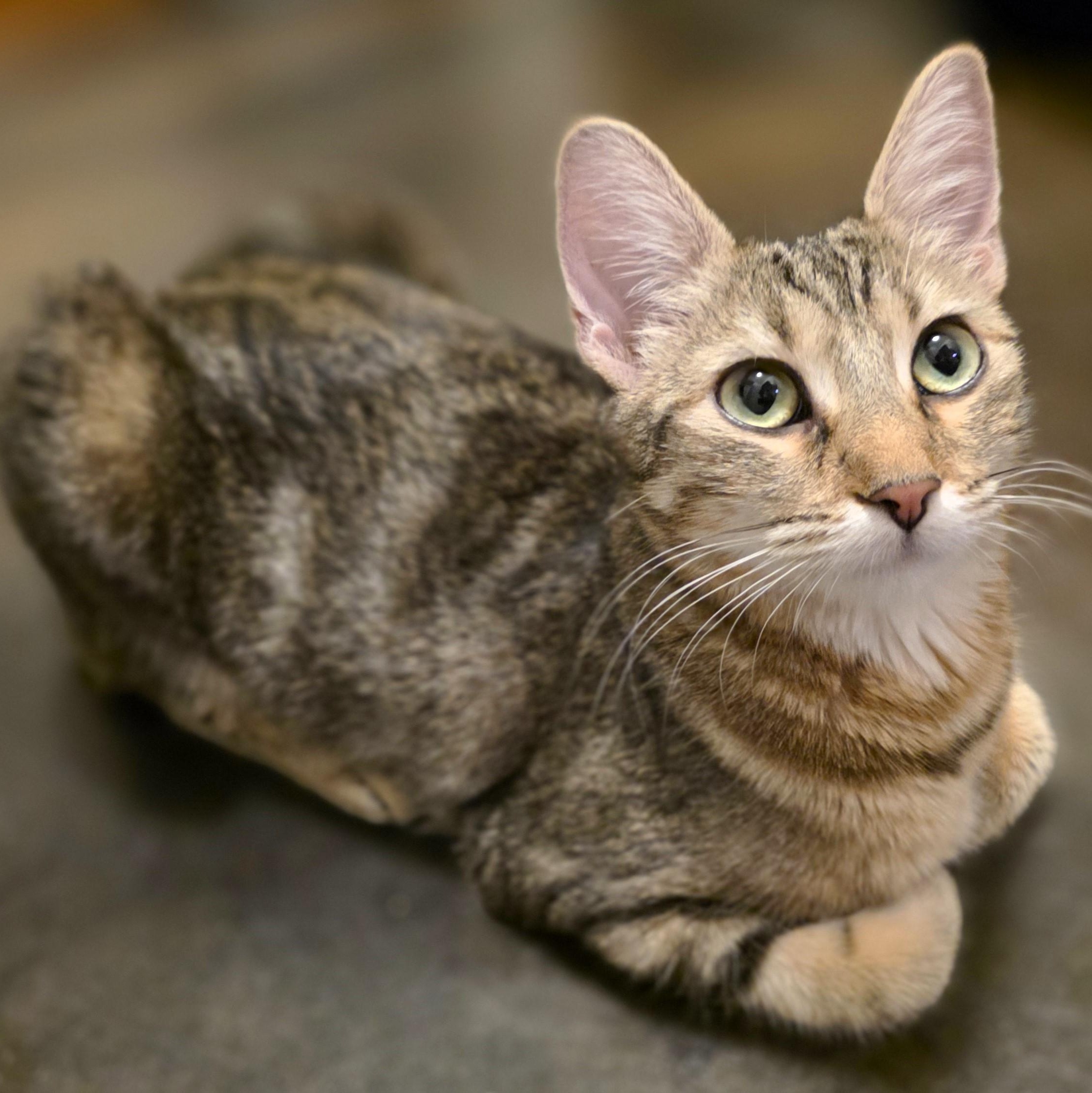 Enlarge Robin Purcell, a Adoptable mixed breed in Denver, CO image 1/6