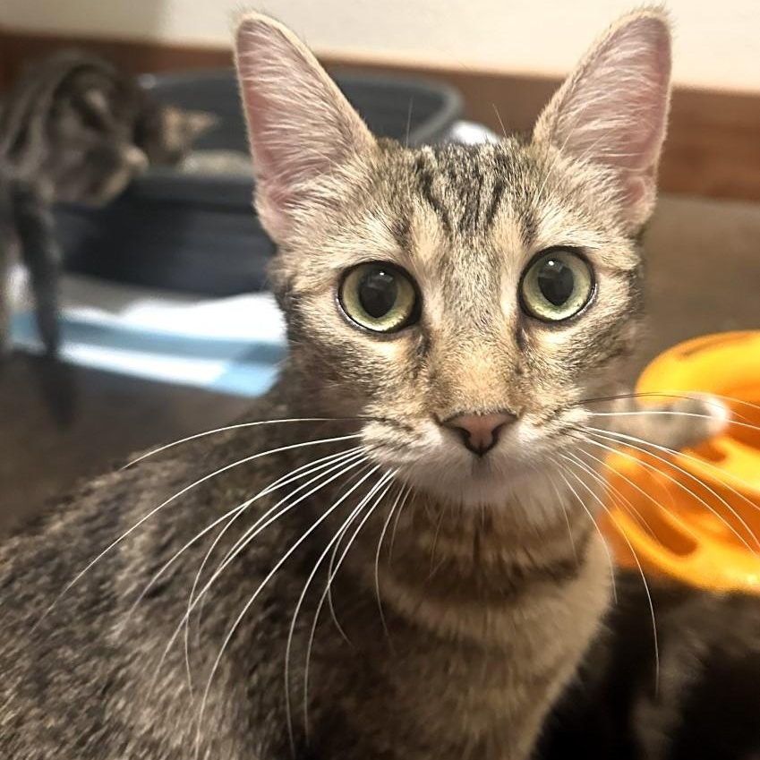 Enlarge Robin Purcell, a Adoptable mixed breed in Denver, CO image 4/6