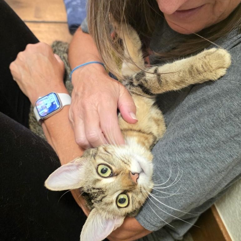 Enlarge Robin Purcell, a Adoptable mixed breed in Denver, CO image 5/6