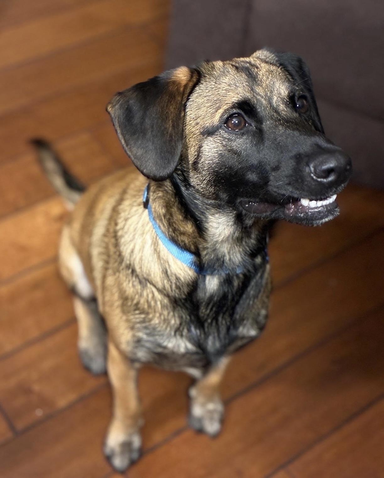 Enlarge Lucky (Courtesy Post), a Adoptable mixed breed in Los Angeles, CA image 4/6
