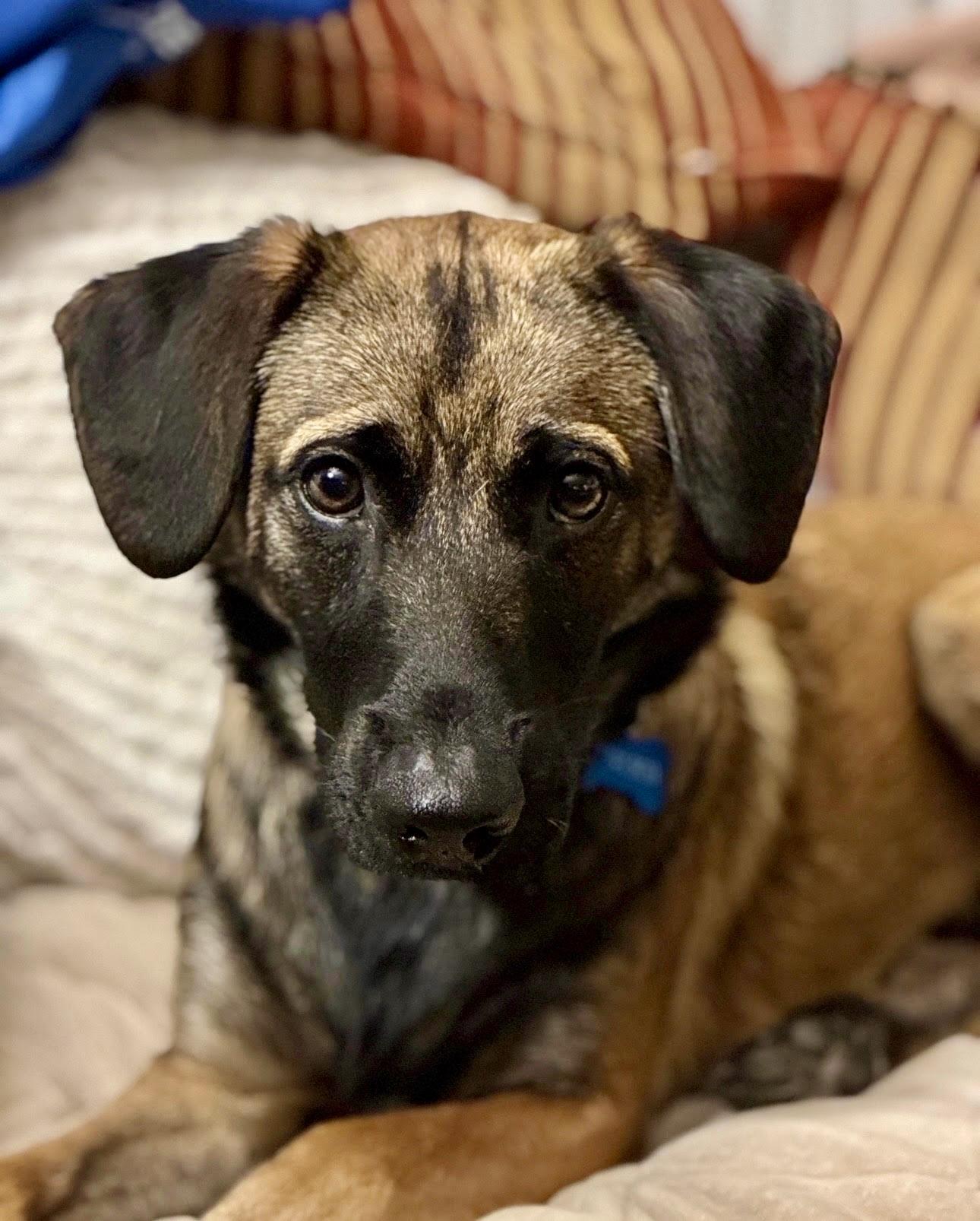 Enlarge Lucky (Courtesy Post), a Adoptable mixed breed in Los Angeles, CA image 1/6
