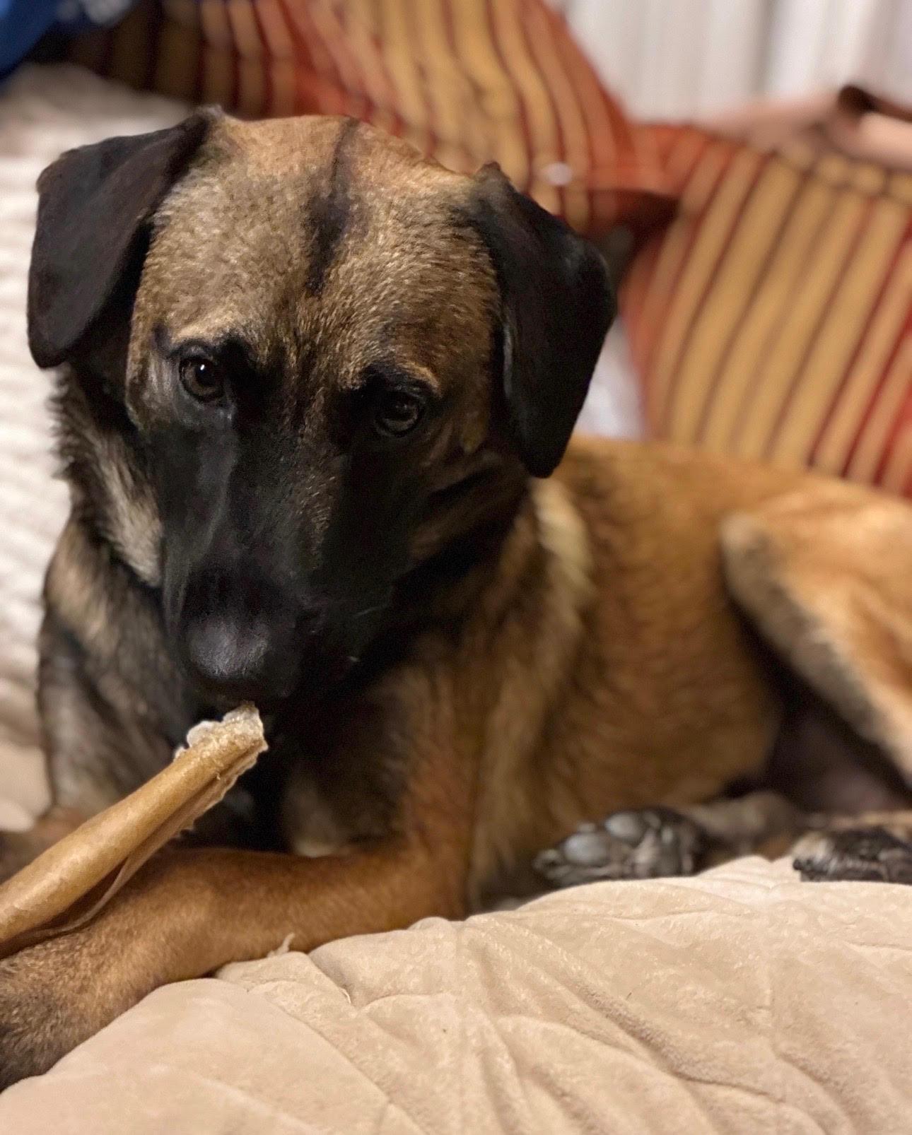 Enlarge Lucky (Courtesy Post), a Adoptable mixed breed in Los Angeles, CA image 6/6