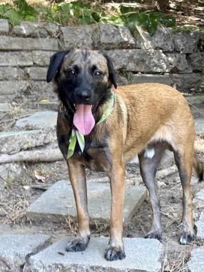 Enlarge Lucky (Courtesy Post), a Adoptable mixed breed in Los Angeles, CA image 2/6