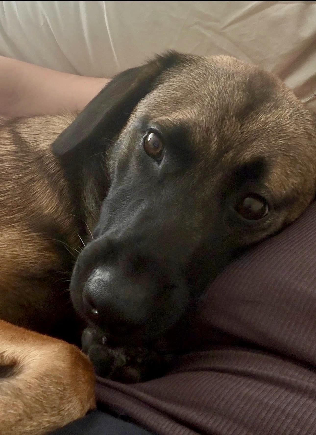Enlarge Lucky (Courtesy Post), a Adoptable mixed breed in Los Angeles, CA image 5/6