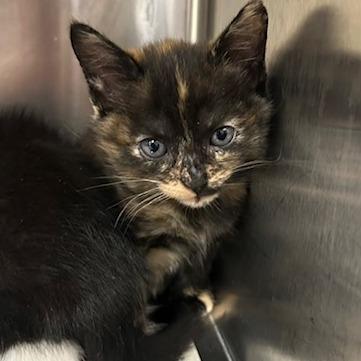 Allie, Adoptable, Kitten Female Domestic Short Hair.