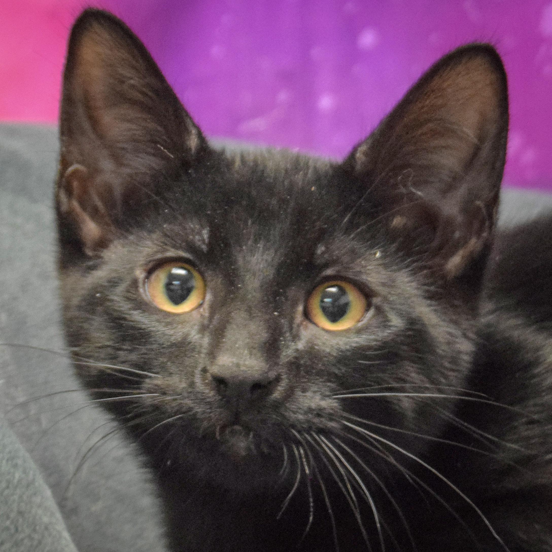 Damon, Baby Male Bombay