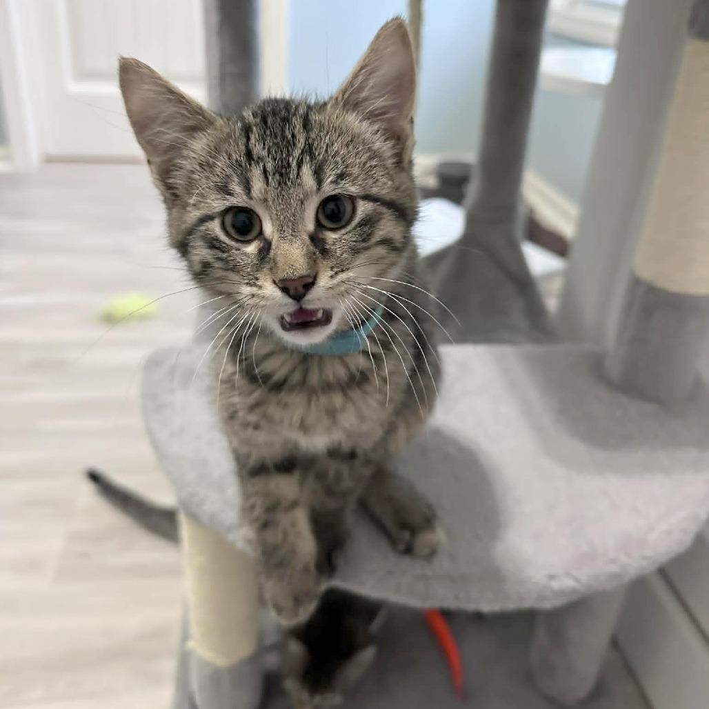 Hopper, Adoptable, Kitten Male Domestic Short Hair.