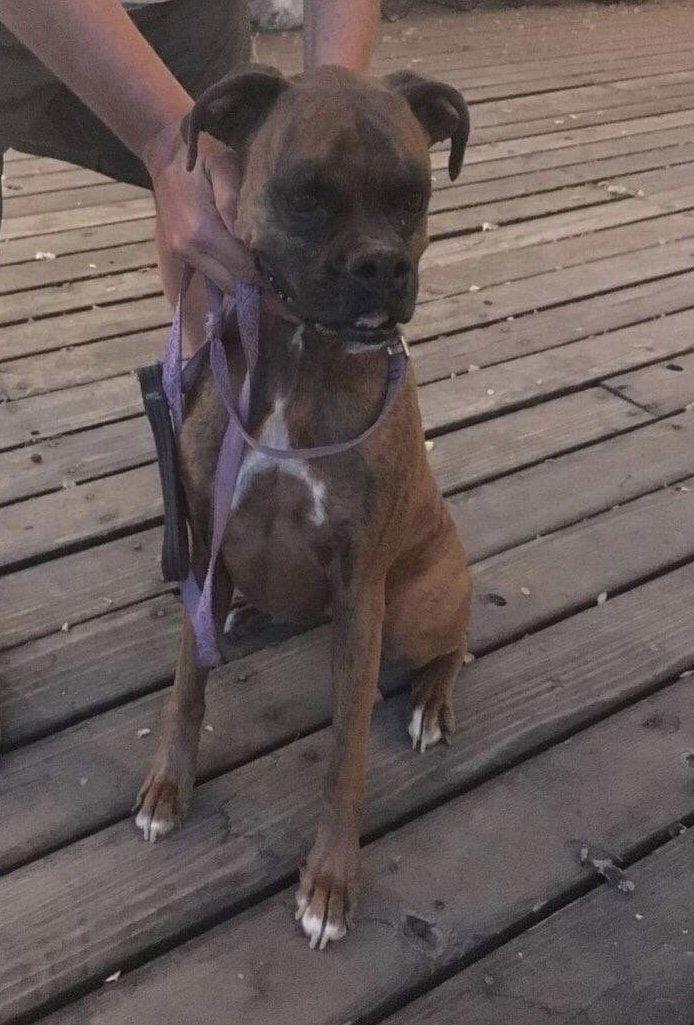 Maggie, Adopted, Adult Female Boxer.