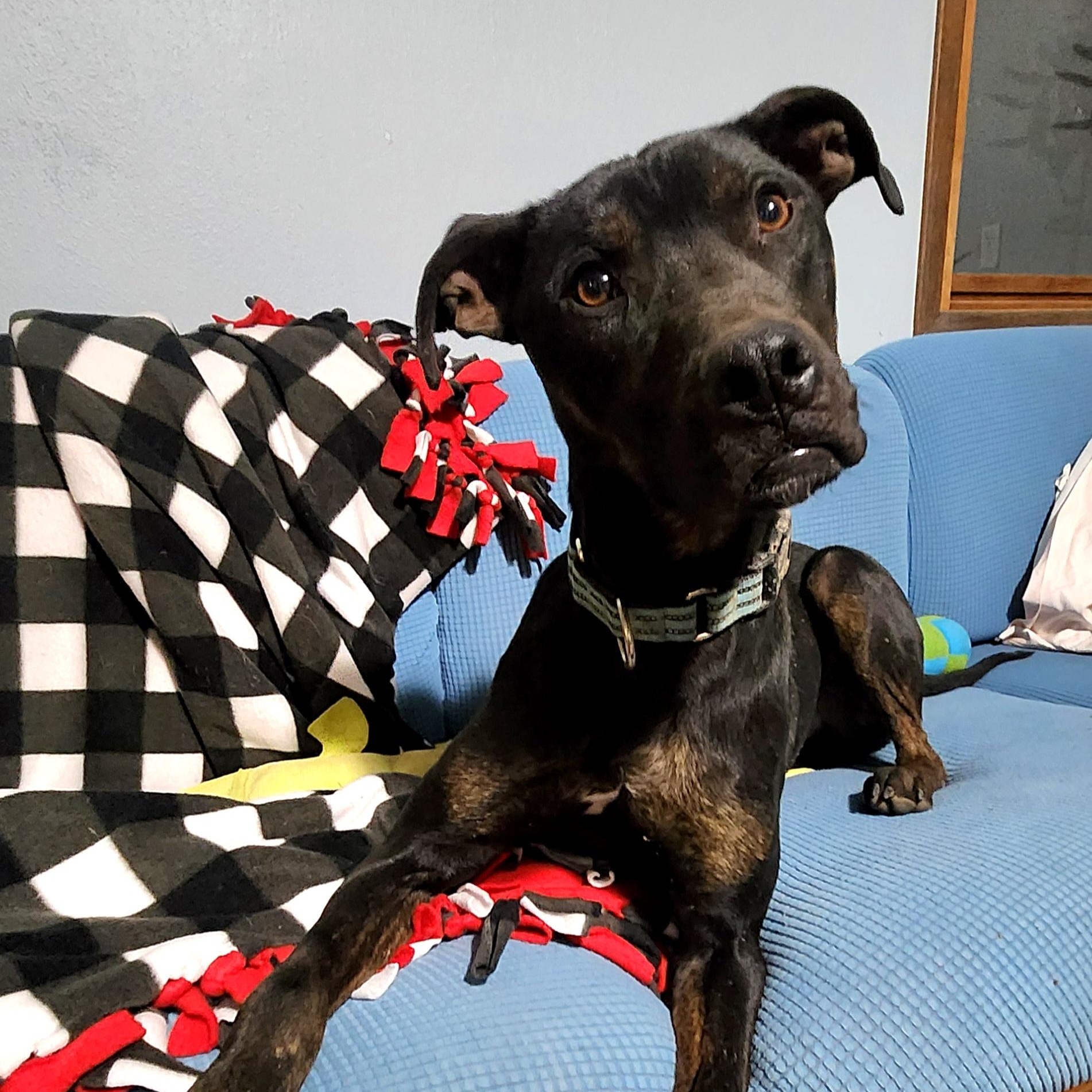 MIKEY, a Adoptable mixed breed in Evansville, WI image 1/5