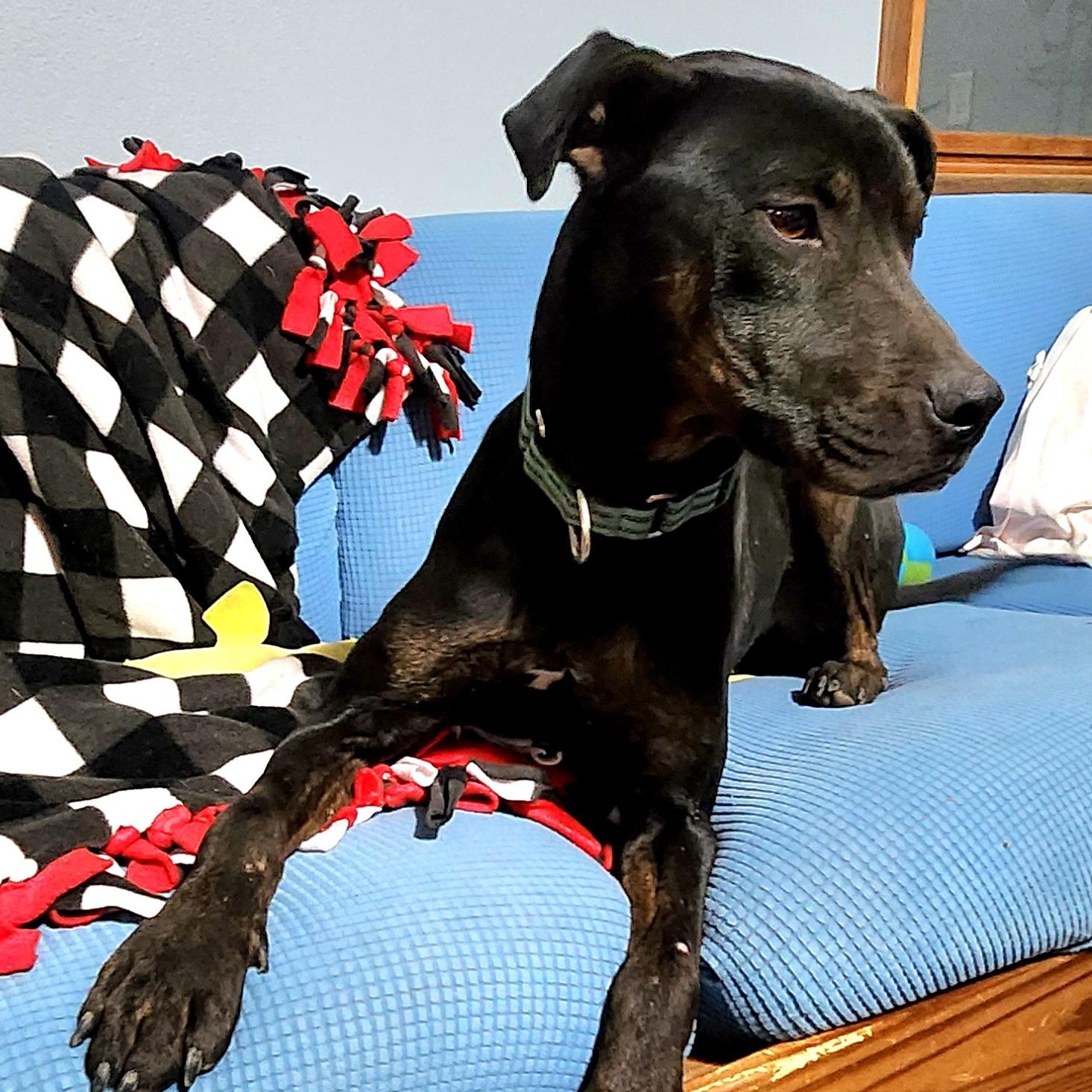 MIKEY, a Adoptable mixed breed in Evansville, WI image 5/5