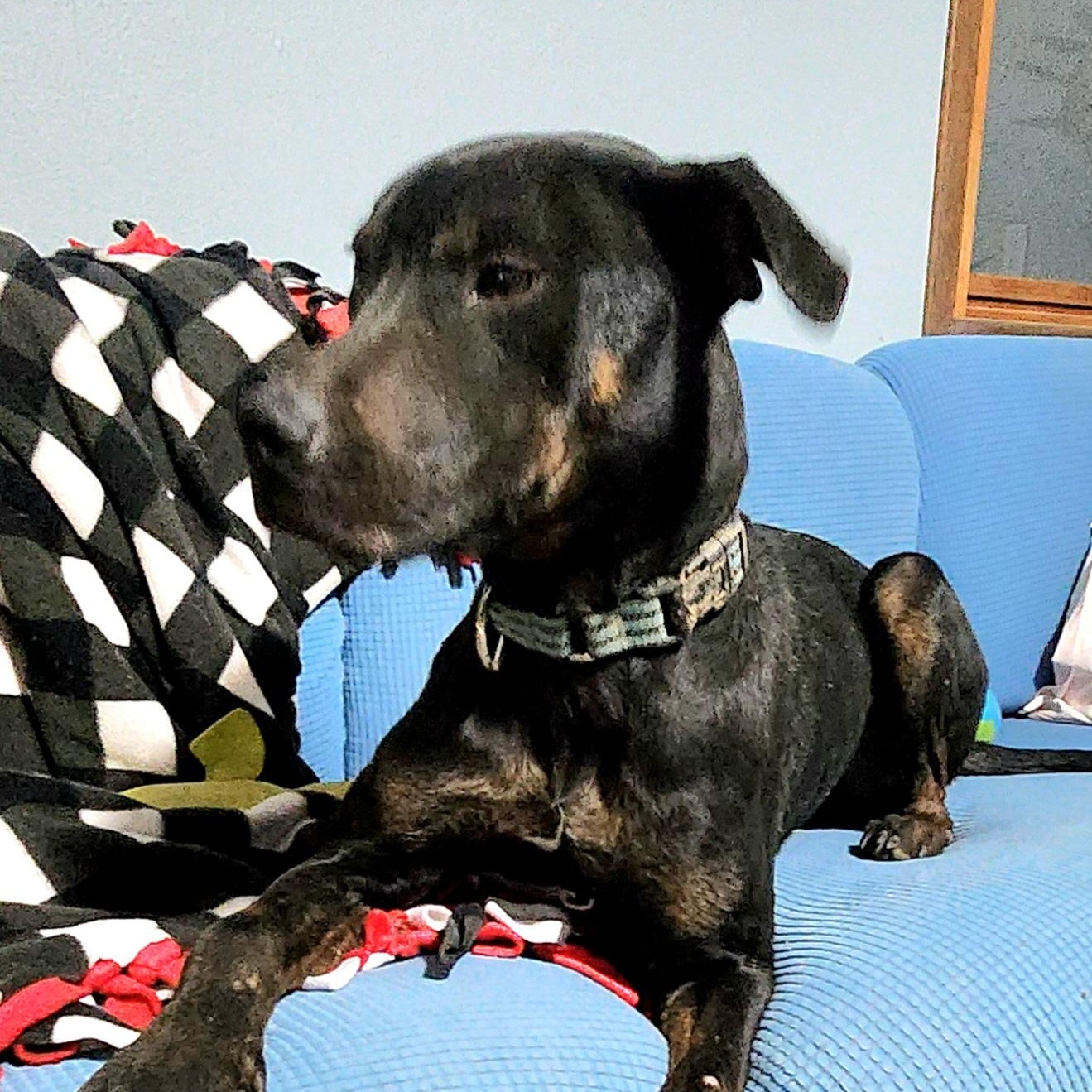 MIKEY, a Adoptable mixed breed in Evansville, WI image 4/5