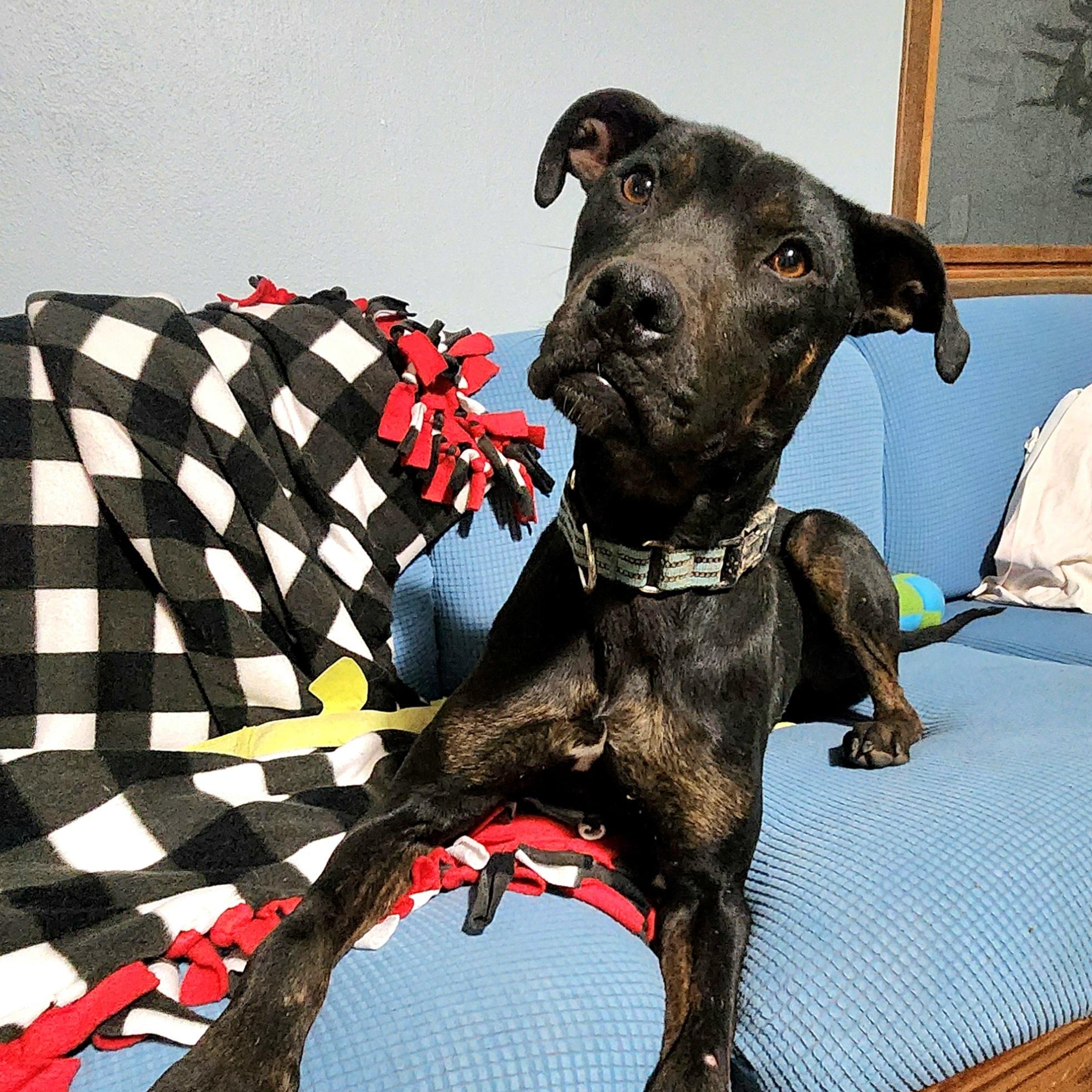 MIKEY, a Adoptable mixed breed in Evansville, WI image 2/5