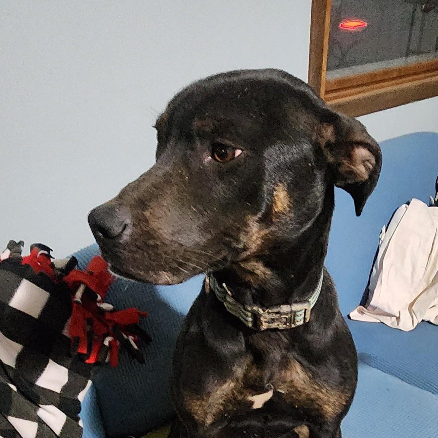 MIKEY, Adoptable, Young Male Miniature Pinscher & Terrier.