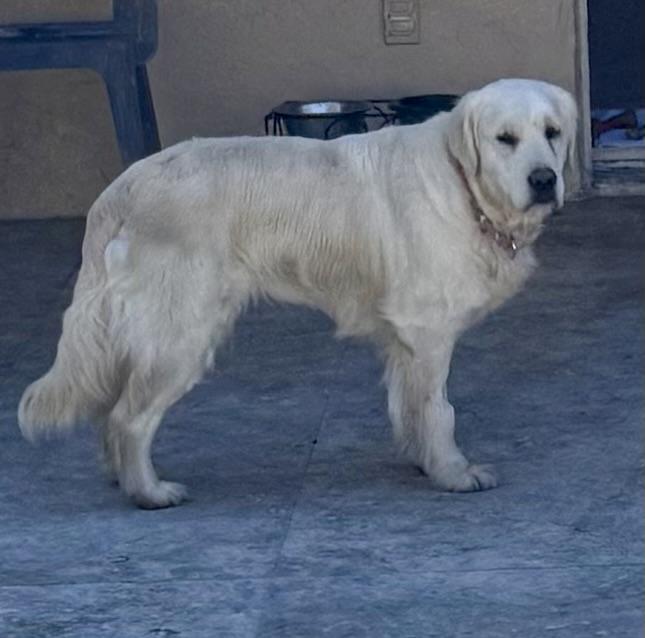 Enlarge MAGNIFICENT MAZIE GAL English Cream Golden Retriever , an adopted Golden Retriever in Boca Raton, FL image 3/6