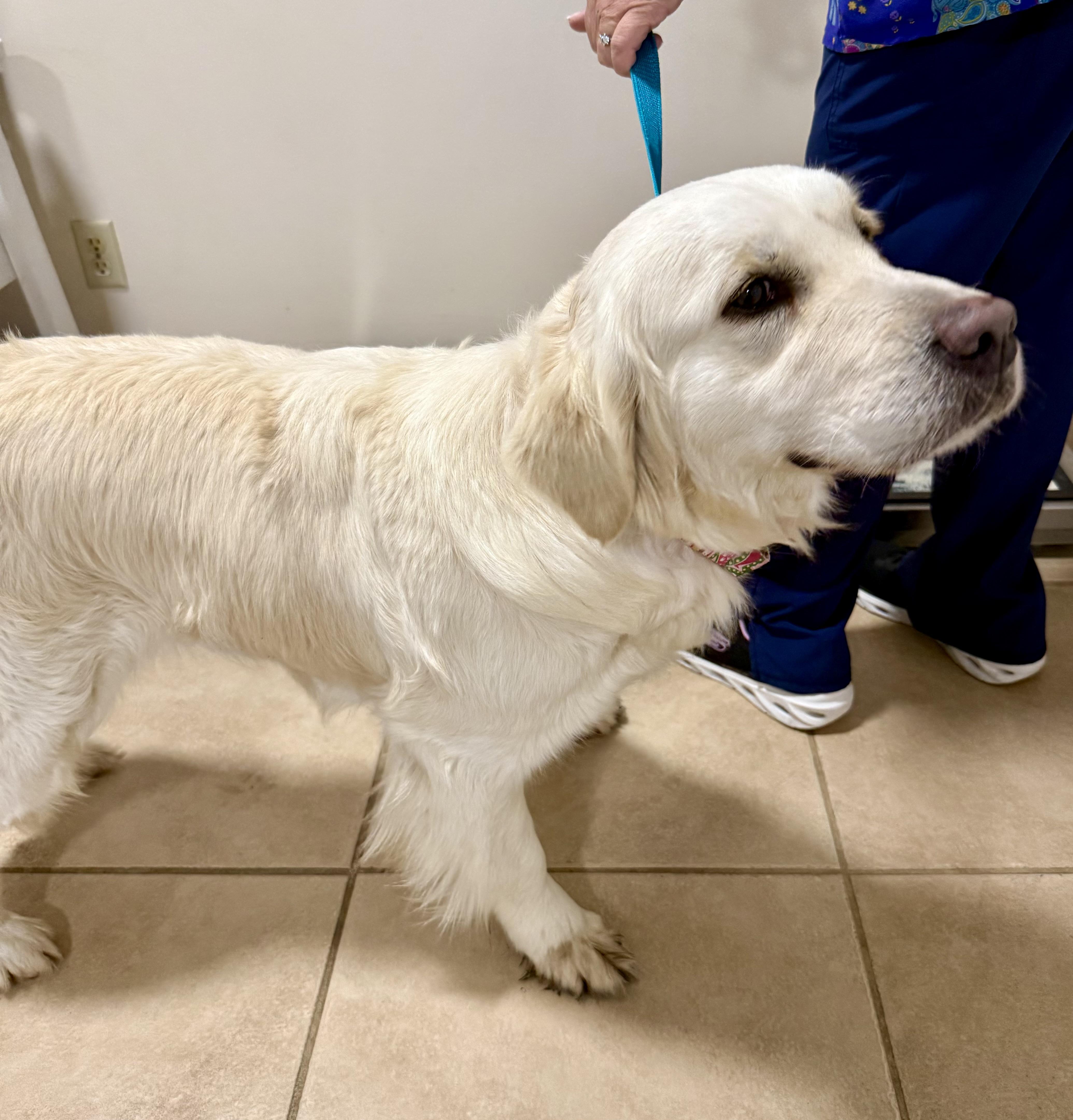 Enlarge MAGNIFICENT MAZIE GAL English Cream Golden Retriever , an adopted Golden Retriever in Boca Raton, FL image 5/6
