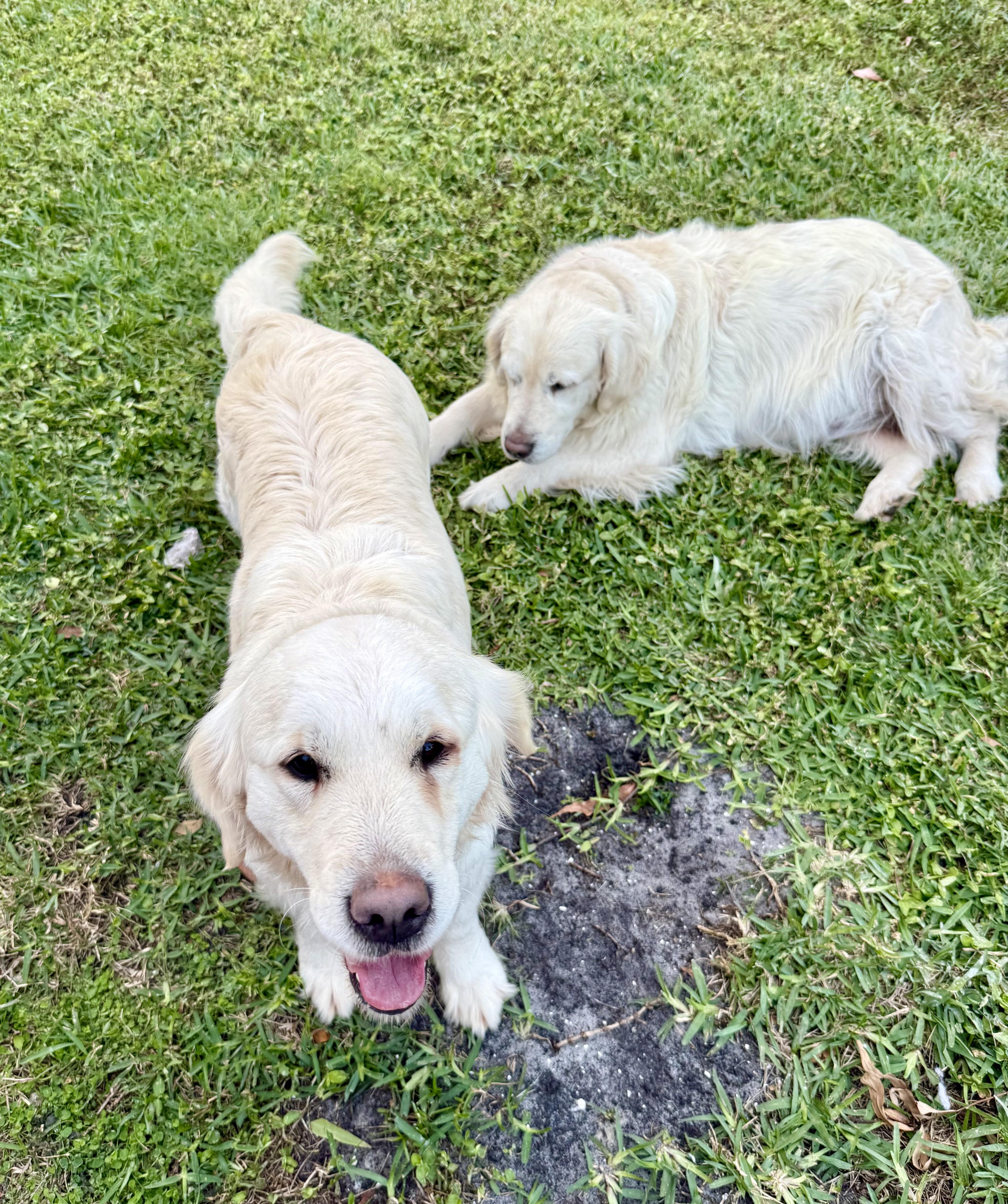 Enlarge MAGNIFICENT MAZIE GAL English Cream Golden Retriever , an adopted Golden Retriever in Boca Raton, FL image 6/6