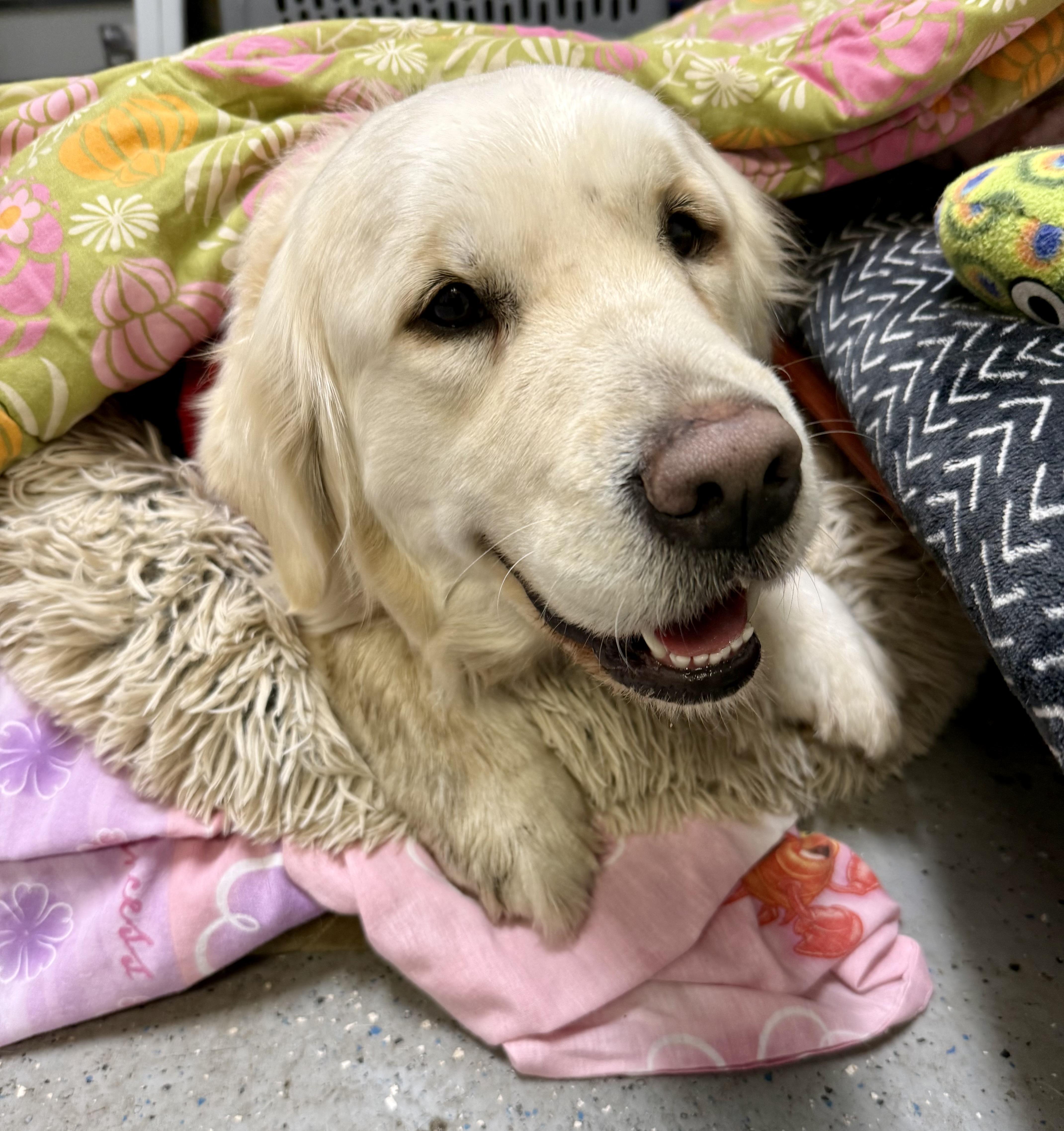MAGNIFICENT MAZIE GAL English Cream Golden Retriever , adopted, Young Female Golden Retriever.