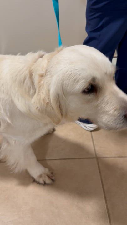 Enlarge MAGNIFICENT MAZIE GAL English Cream Golden Retriever , an adopted Golden Retriever in Boca Raton, FL video 4/6