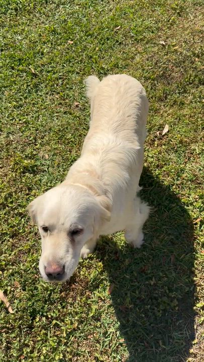 Enlarge MAGNIFICENT MAZIE GAL English Cream Golden Retriever , an adopted Golden Retriever in Boca Raton, FL video 1/6