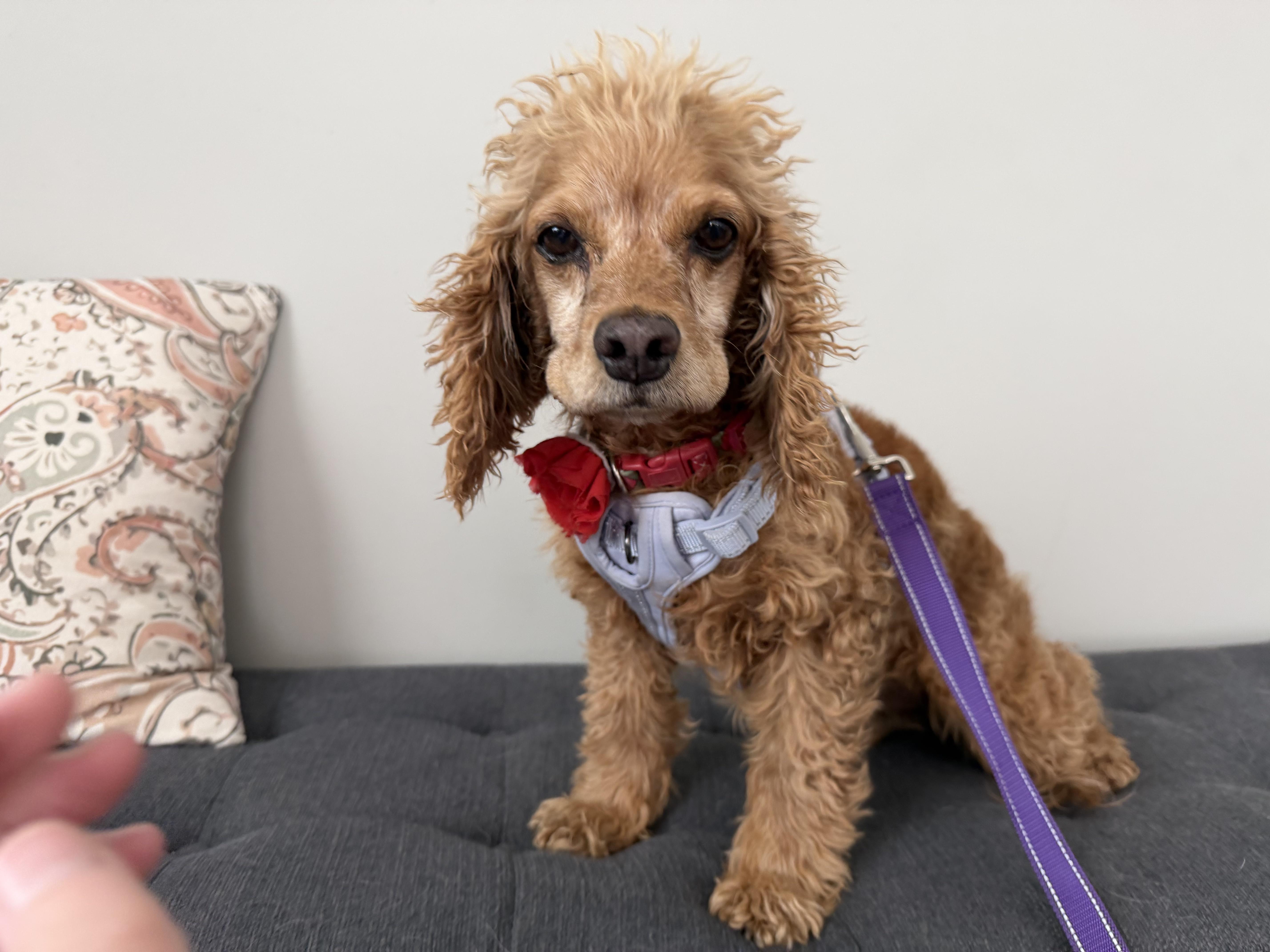 Lady, a Adoptable Cocker Spaniel in Sherman Oaks, CA image 1/5