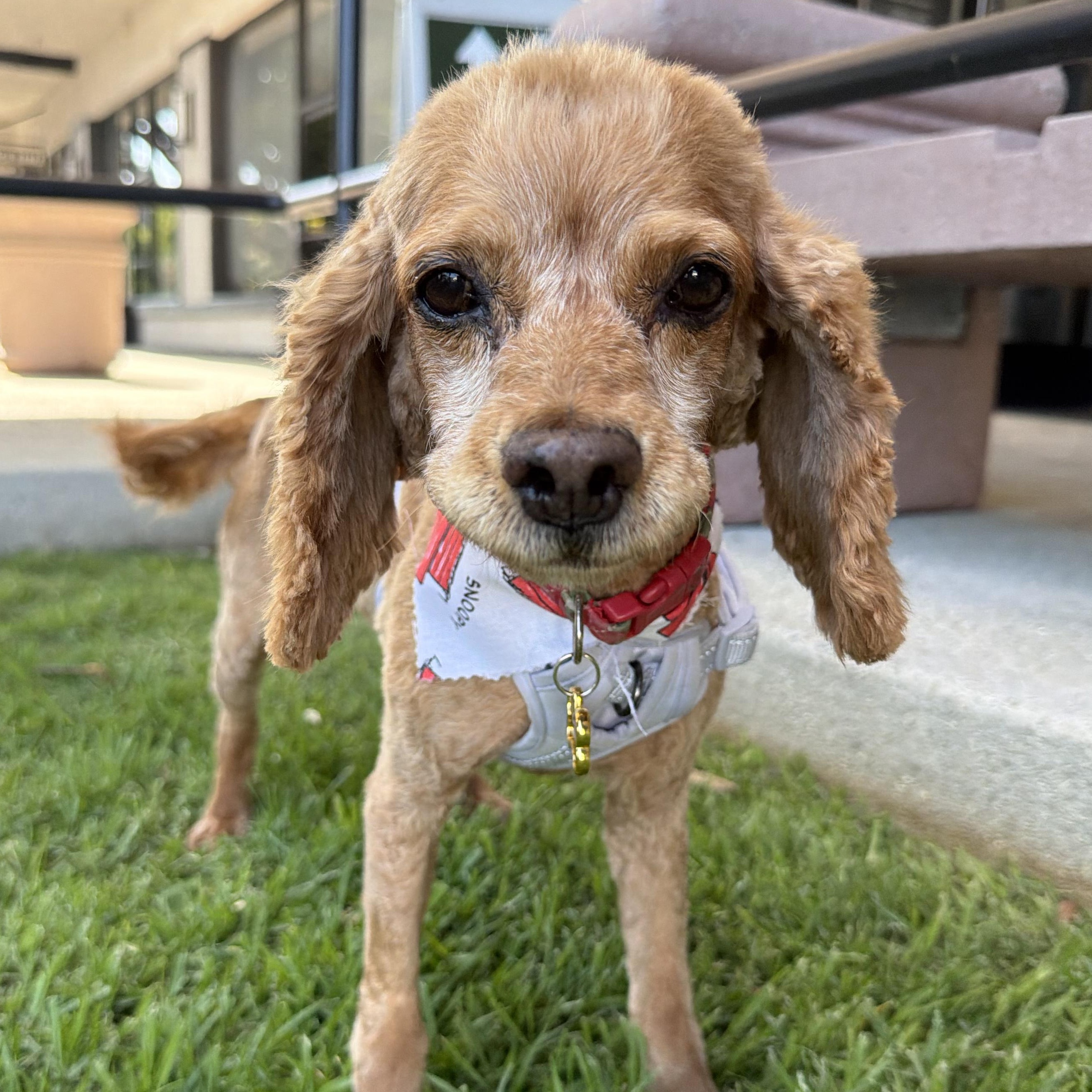Lady, Adoptable, Adult Female Cocker Spaniel.