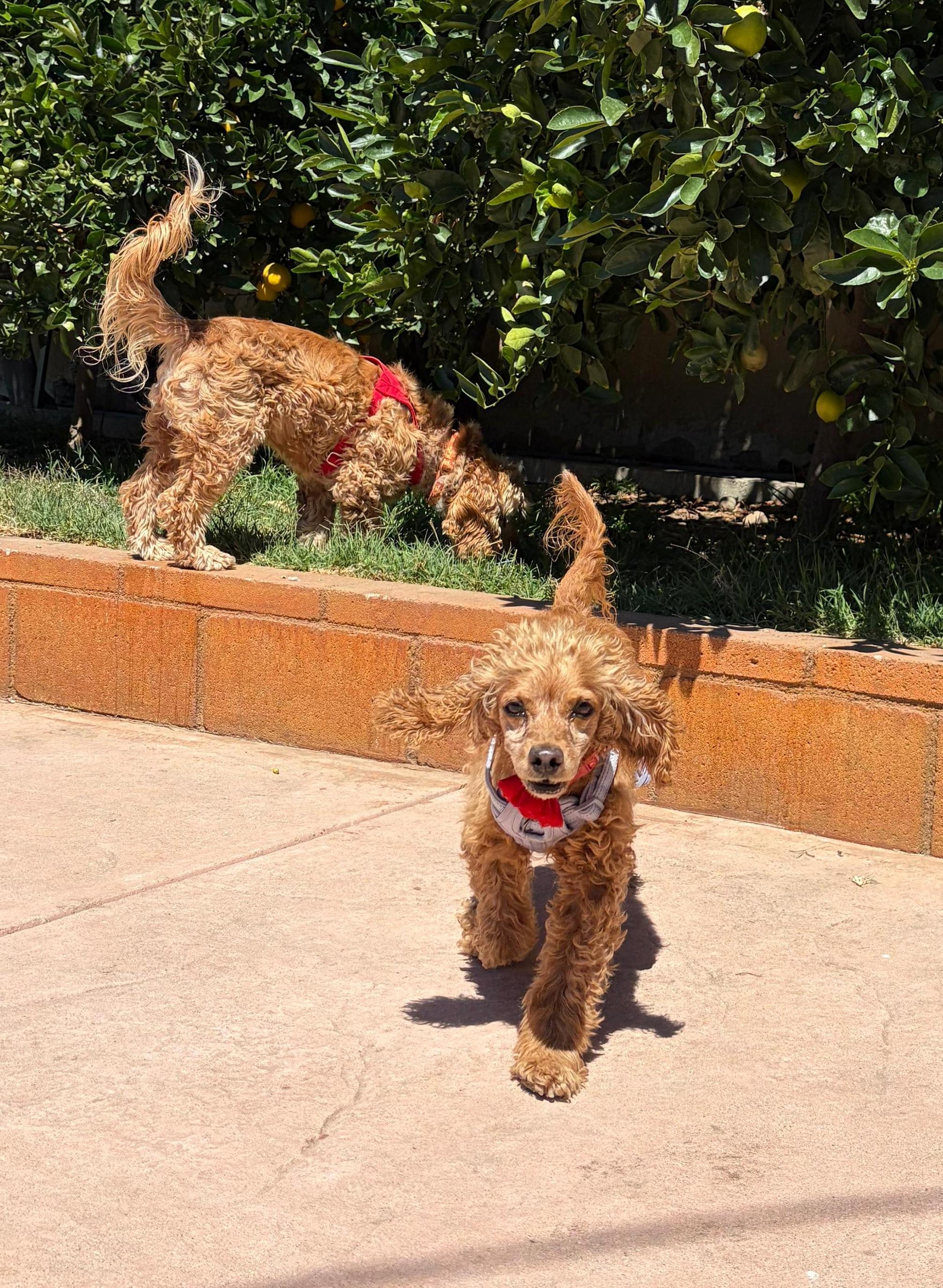 Lady, a Adoptable Cocker Spaniel in Sherman Oaks, CA image 4/5