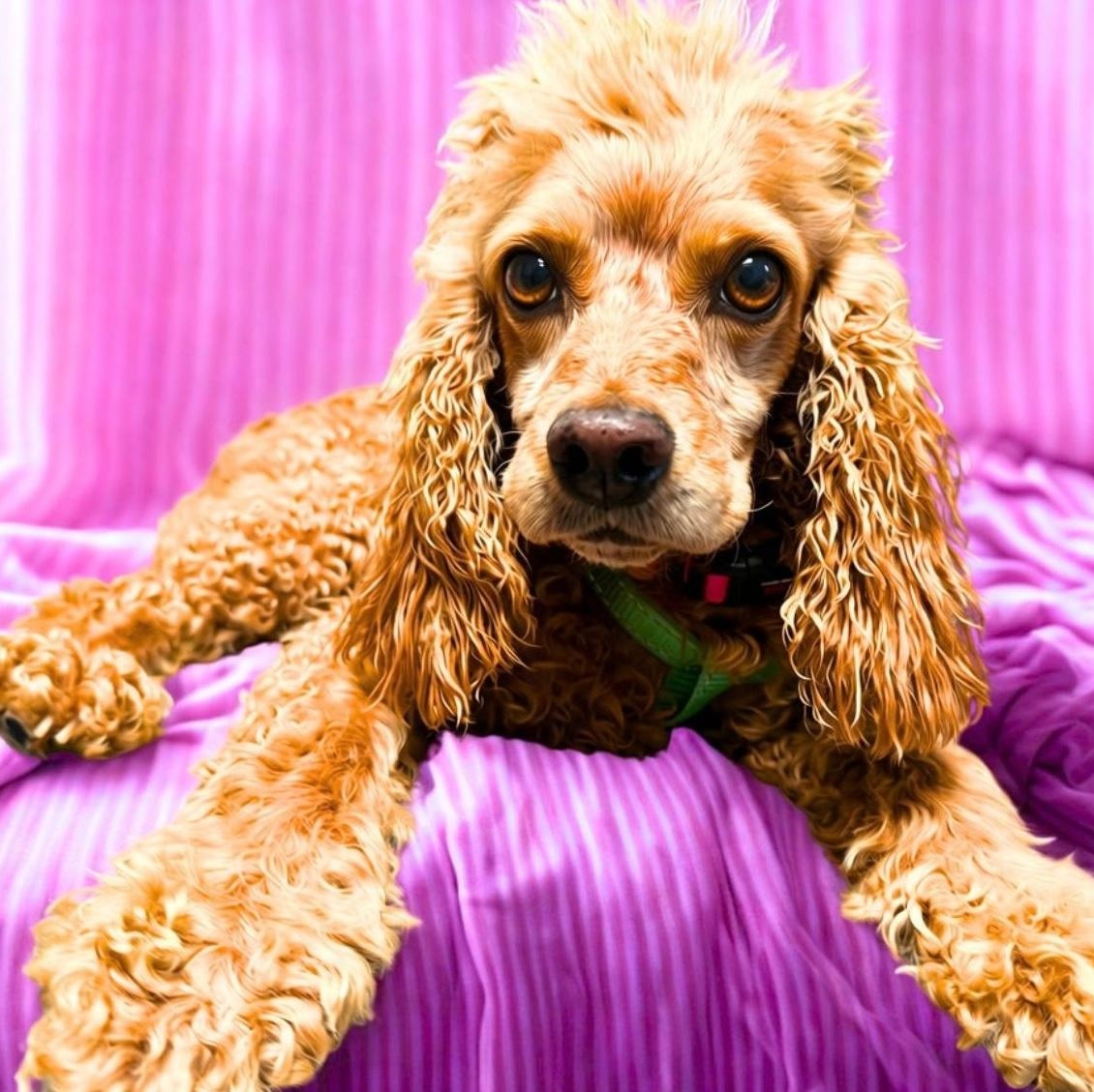 Lady, Adoptable, Adult Female Cocker Spaniel.