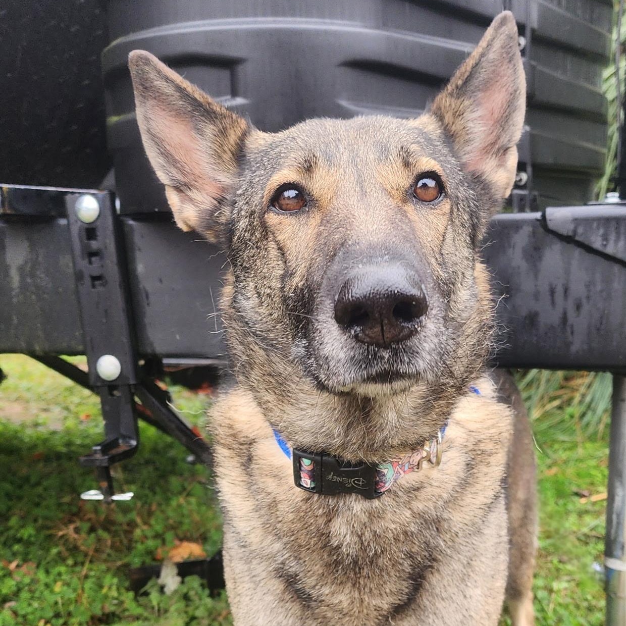 Ellie, ADOPTABLE, Adult Female German Shepherd Dog.