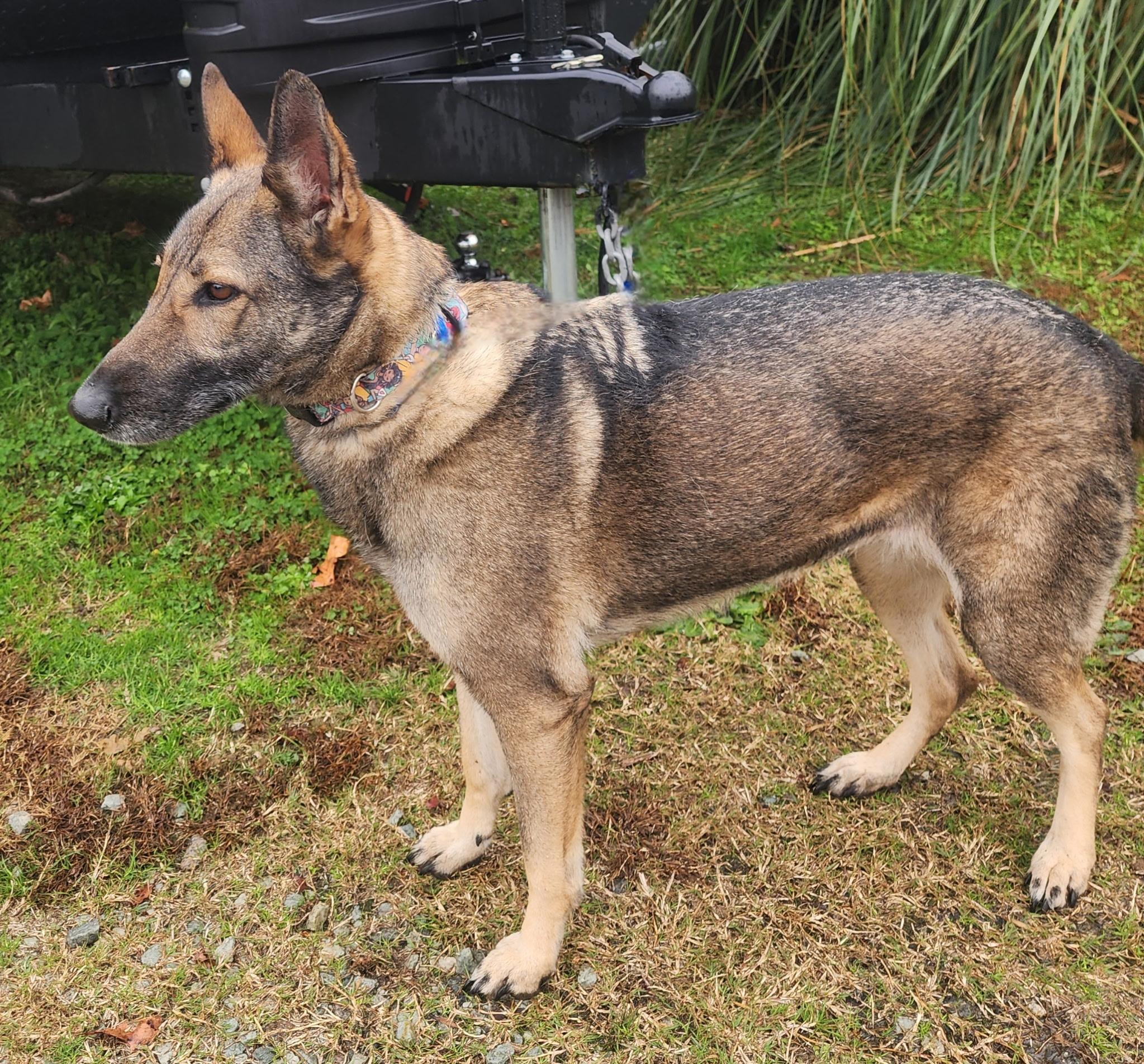 Enlarge Ellie, a ADOPTABLE mixed breed in Manhasset, NY image 2/4