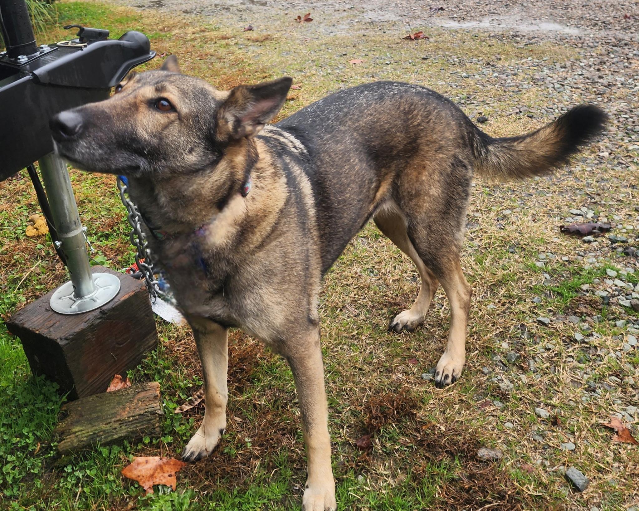 Enlarge Ellie, a ADOPTABLE mixed breed in Manhasset, NY image 3/4