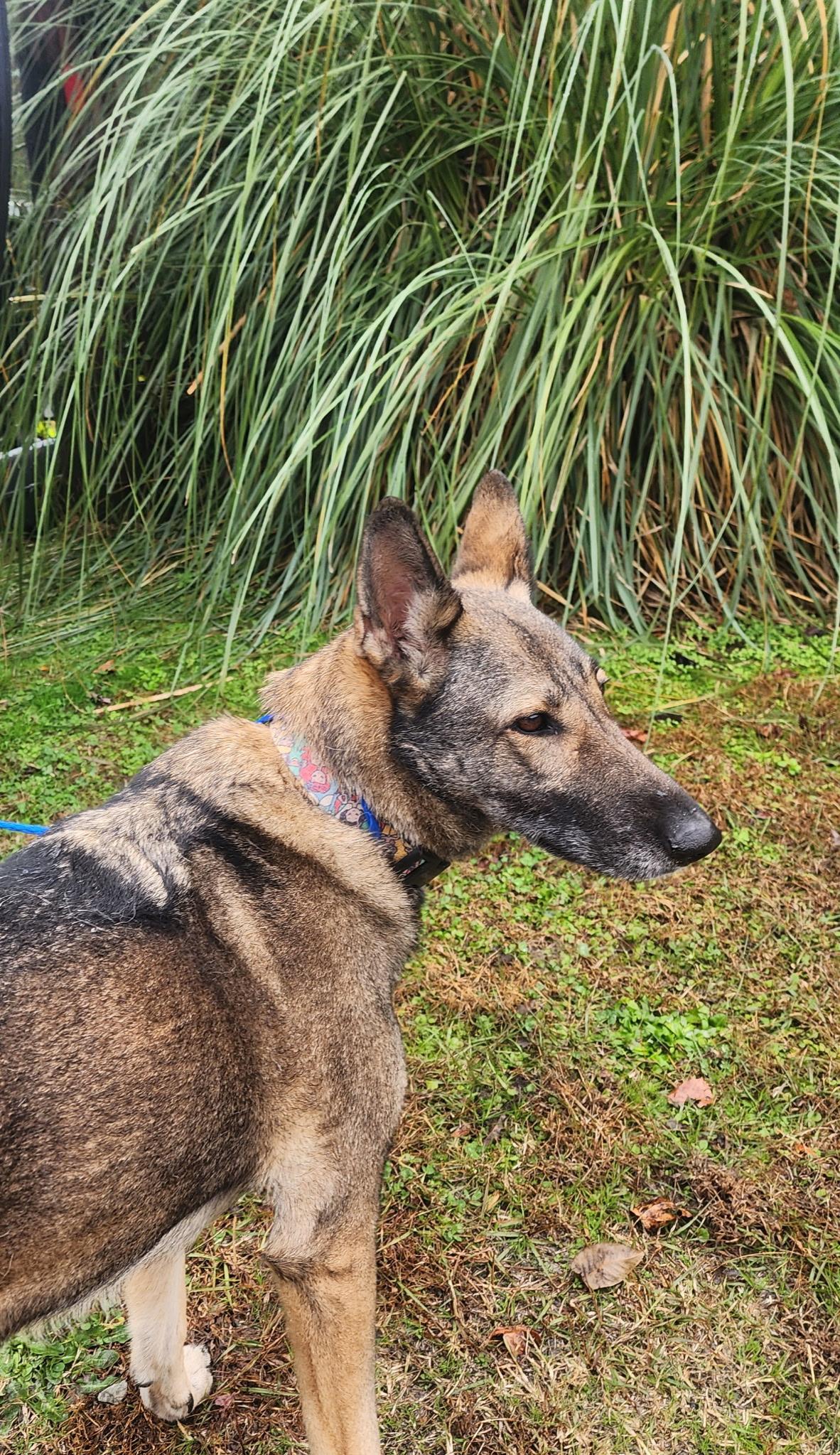 Enlarge Ellie, a ADOPTABLE mixed breed in Manhasset, NY image 4/4