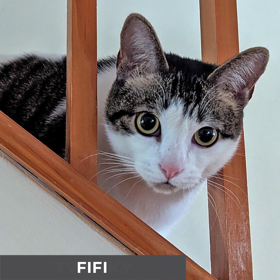 Enlarge Fifi, a ADOPTABLE Domestic Short Hair in Etobicoke, ON image 3/6