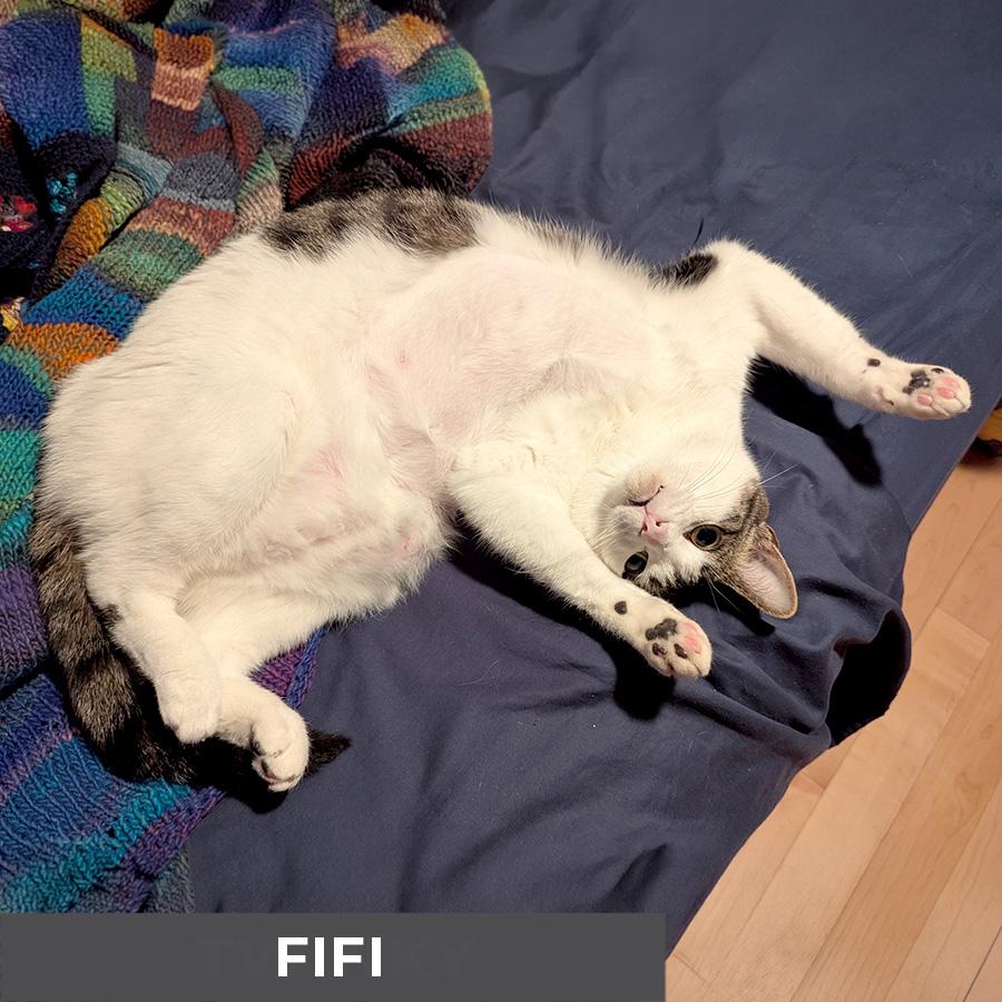Enlarge Fifi, a ADOPTABLE Domestic Short Hair in Etobicoke, ON image 5/6