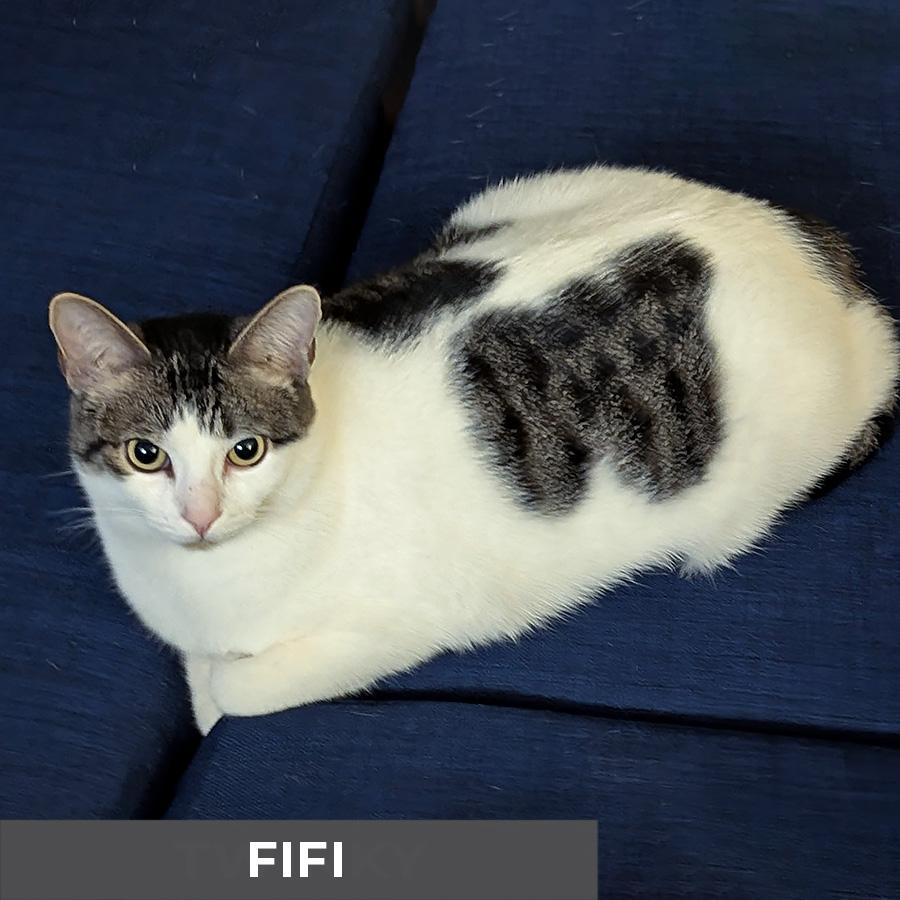Enlarge Fifi, a ADOPTABLE Domestic Short Hair in Etobicoke, ON image 2/6