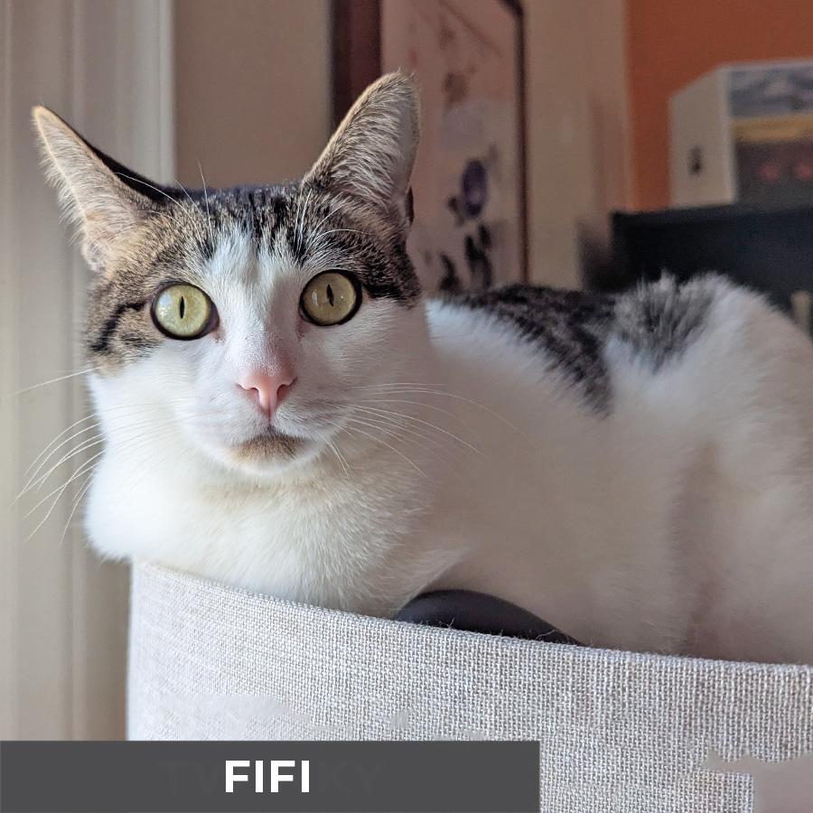 Enlarge Fifi, a ADOPTABLE Domestic Short Hair in Etobicoke, ON image 1/6