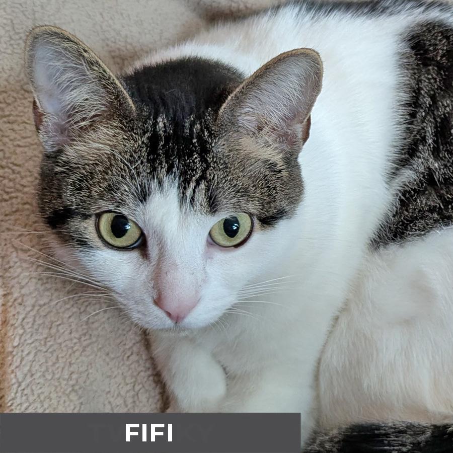 Enlarge Fifi, a ADOPTABLE Domestic Short Hair in Etobicoke, ON image 4/6