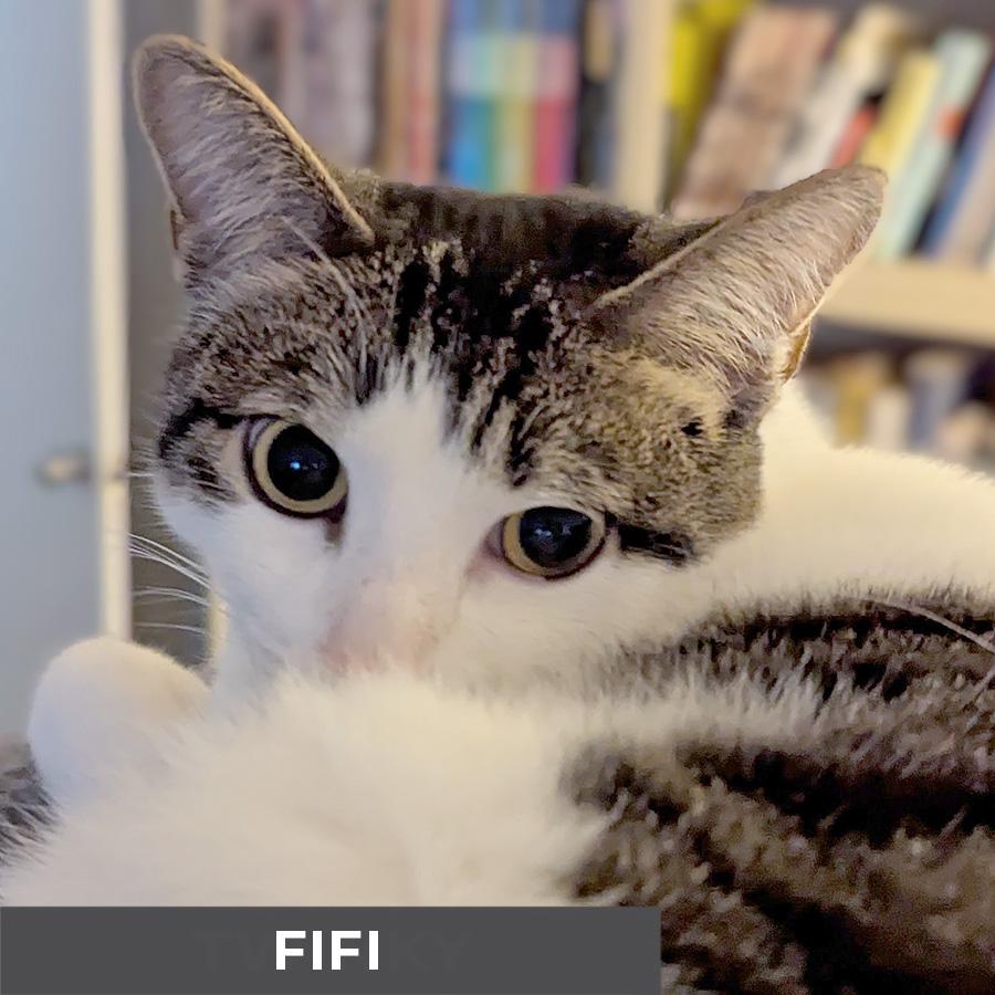 Enlarge Fifi, a ADOPTABLE Domestic Short Hair in Etobicoke, ON image 6/6