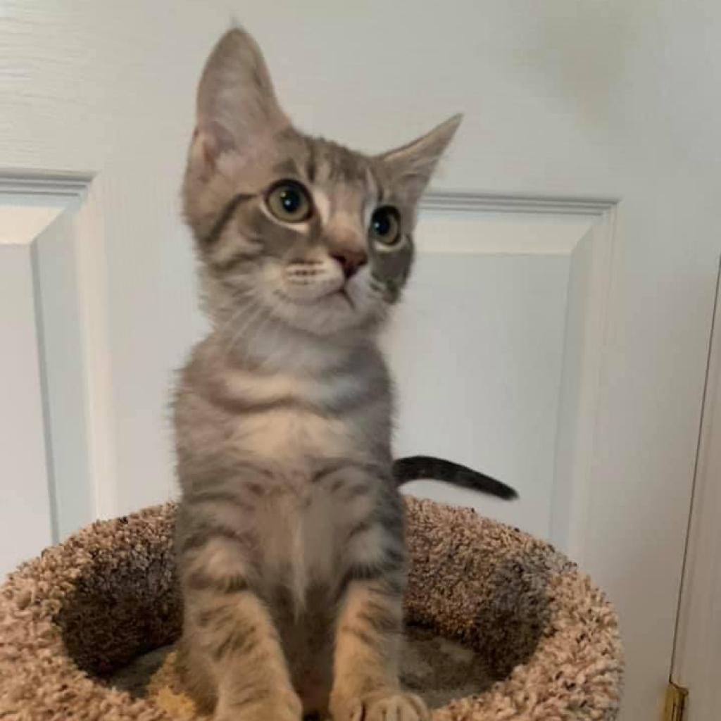 Abraham — thumbnail 3