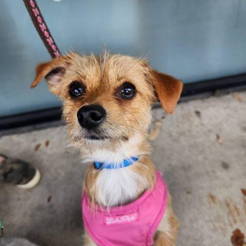 Enlarge Bambi & Bree, a Adoptable mixed breed in Fort Lauderdale, FL image 1/3