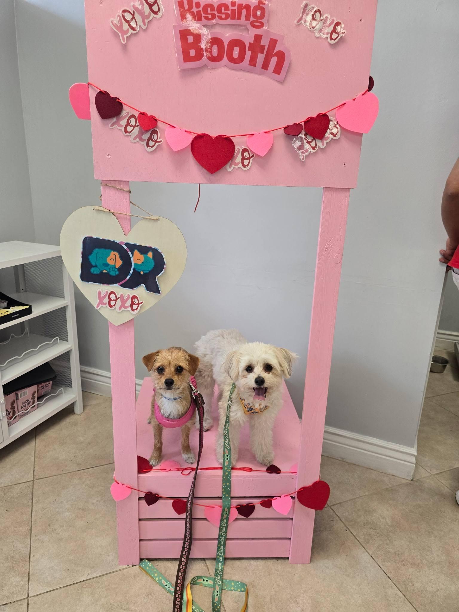 Enlarge Bambi & Bree, a Adoptable mixed breed in Fort Lauderdale, FL image 2/3