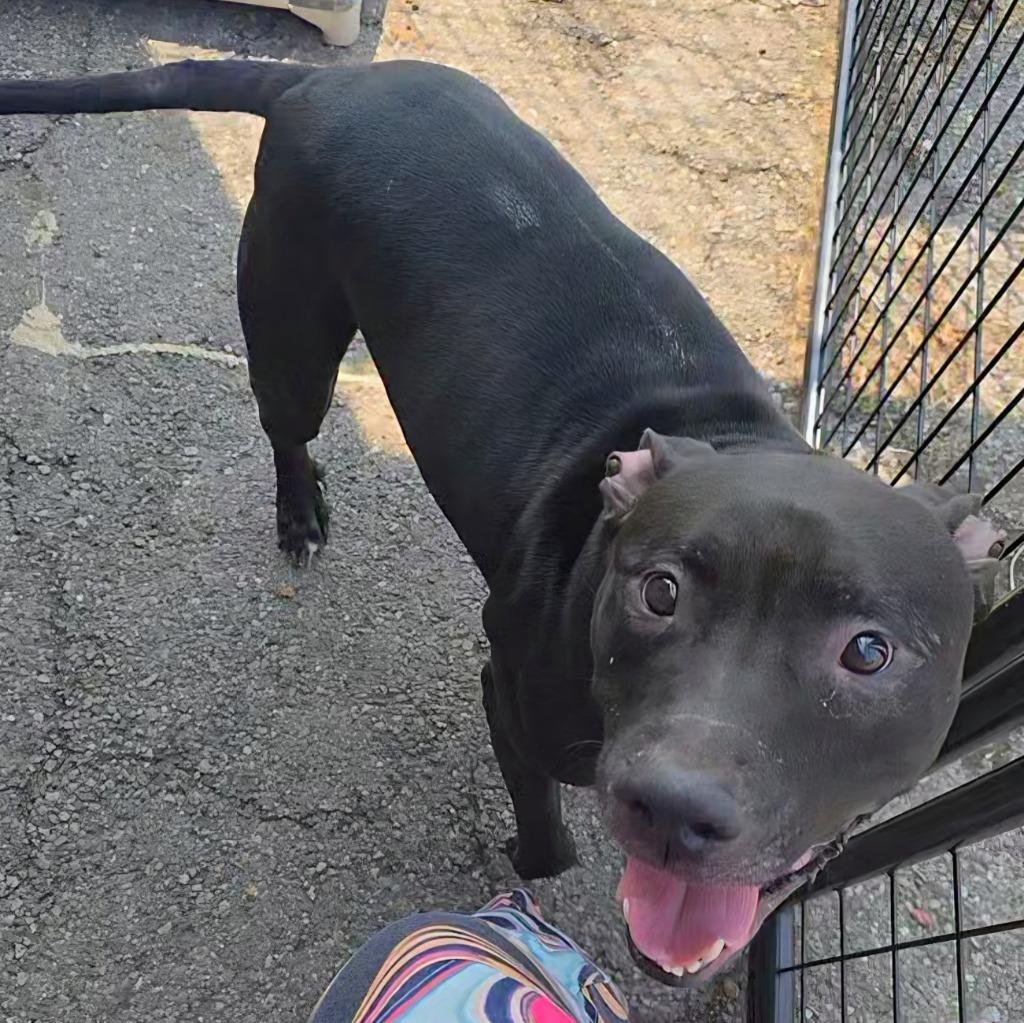 Tazz (Natsu), a Adoptable Mixed Breed in New Manchester, WV image 5/6