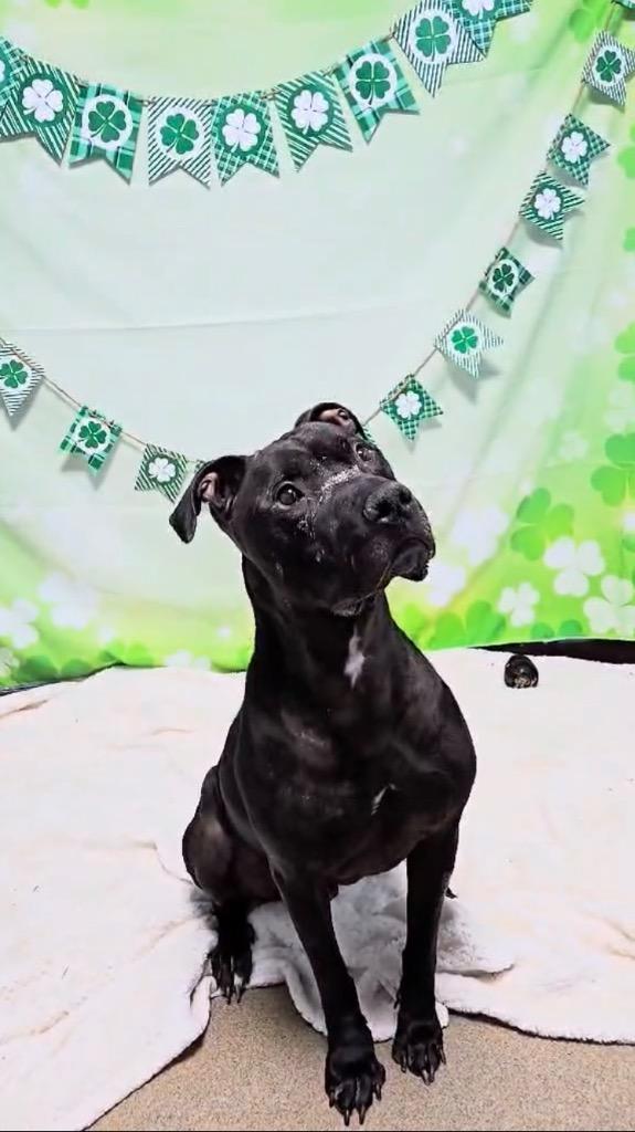 Tazz (Natsu), a Adoptable Mixed Breed in New Manchester, WV image 6/6