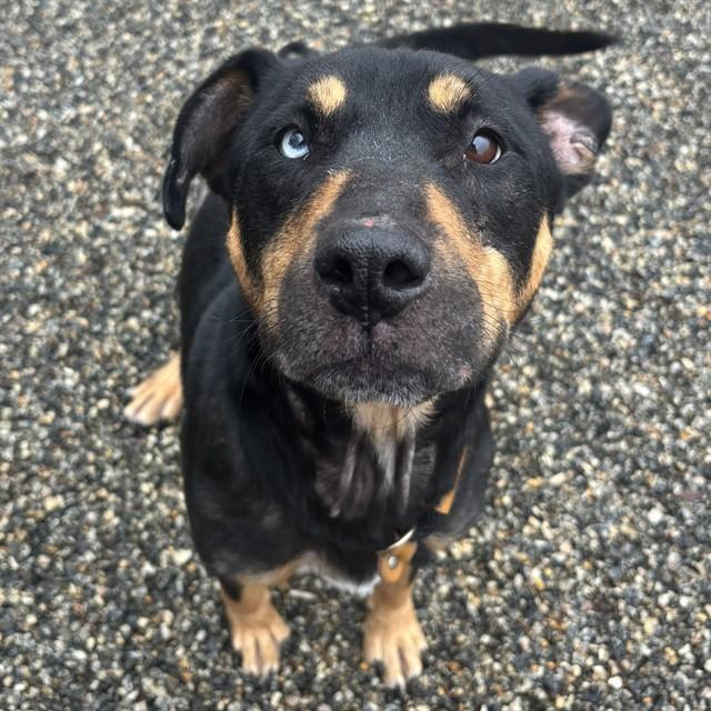 ROCKY, Adoptable, Adult Male Rottweiler & Mixed Breed.