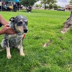 Dixie, a Adopted Australian Cattle Dog / Blue Heeler in Bernalillo, NM image 4/5