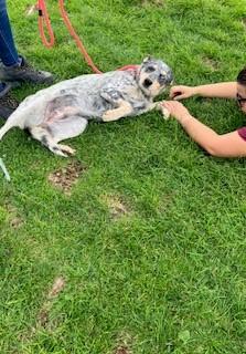 Dixie, a Adopted Australian Cattle Dog / Blue Heeler in Bernalillo, NM image 1/5
