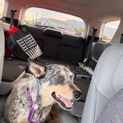 Dixie, a Adopted Australian Cattle Dog / Blue Heeler in Bernalillo, NM image 2/5