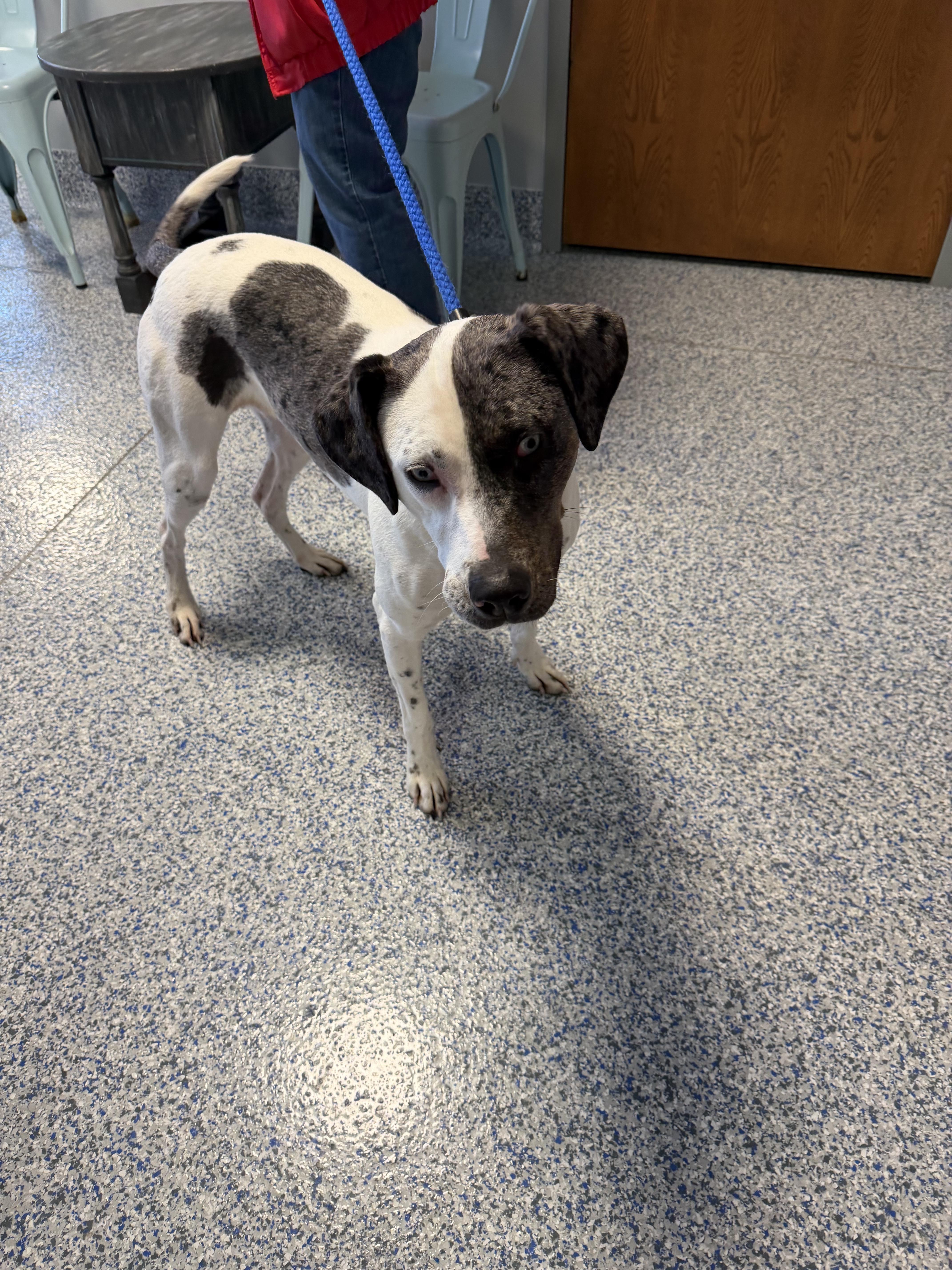 Enlarge Molly, a Adoptable mixed breed in Watertown, WI image 2/6